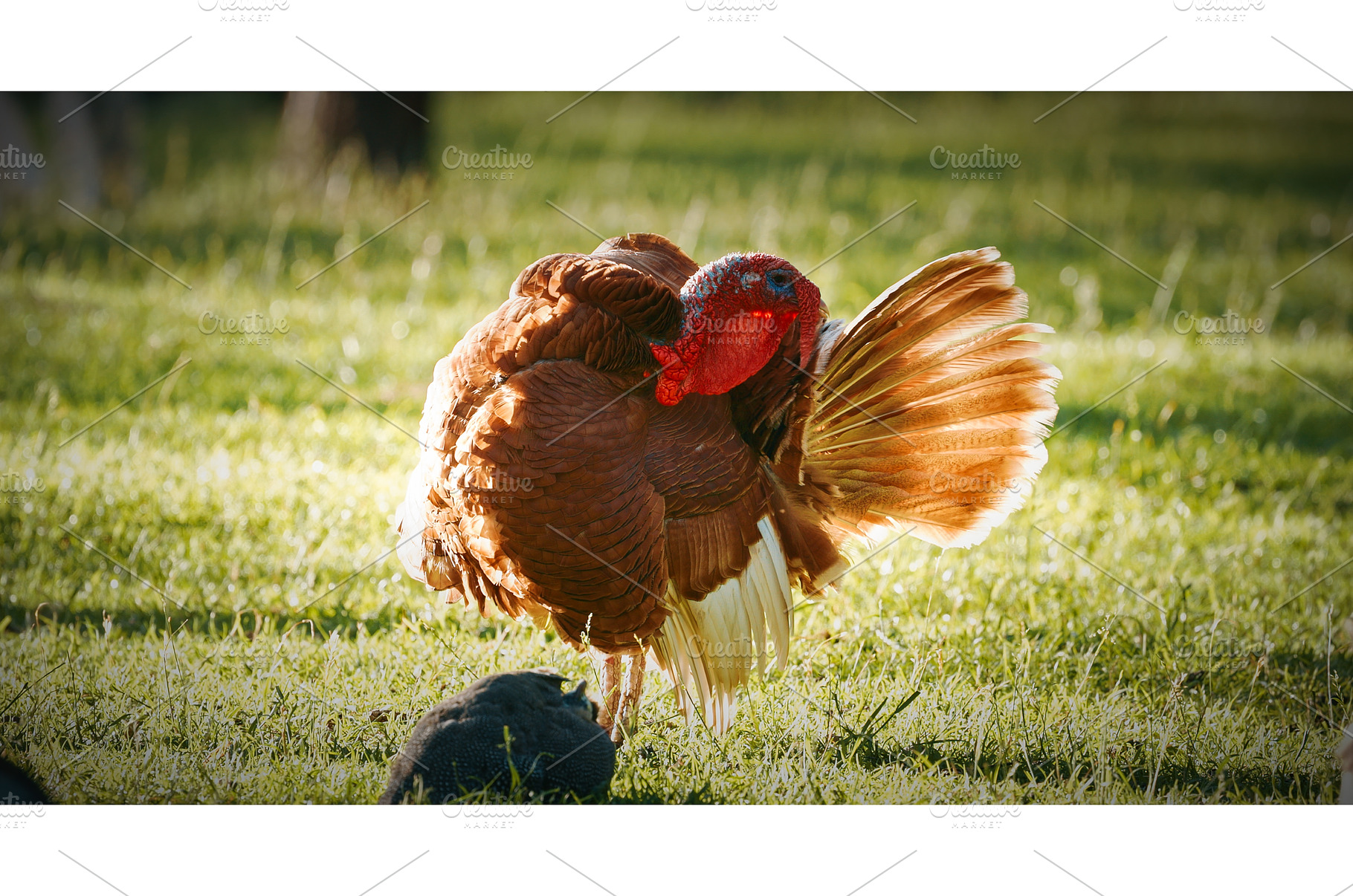 Beautiful Rooster Showing Off Its, an Animal Photo by Our Amazing World