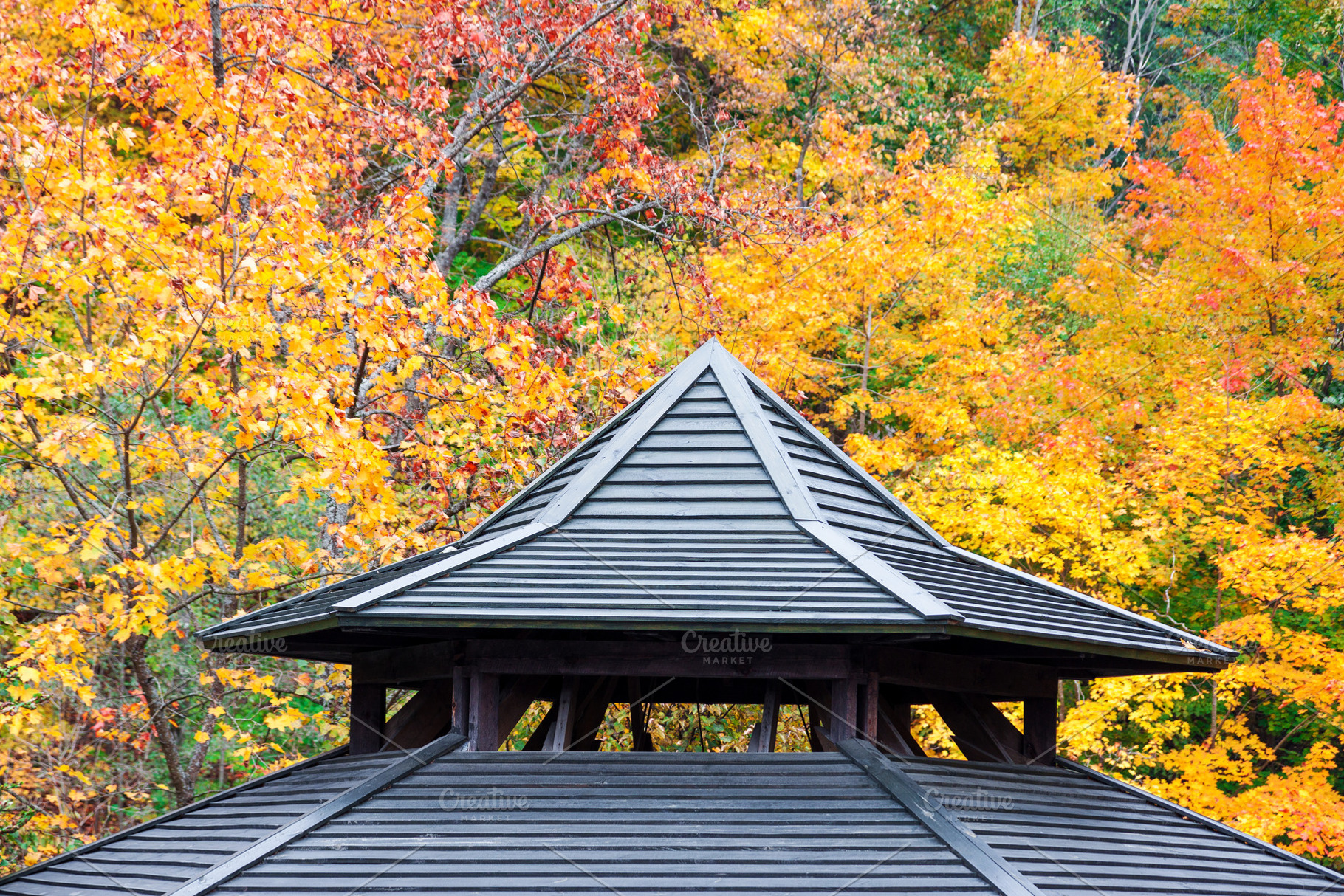 Rooftop detail with autumn foliage, a Nature Photo by BOOCYS