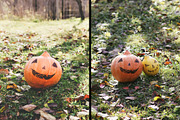 Rustic Pumpkin Garden, a Holiday Photo by pictures for you (Thumbnail 10 of 11)