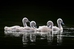 Four young cygnets (baby swans) are pictured floating on dark wa, an Animal Photo by Byrdyak