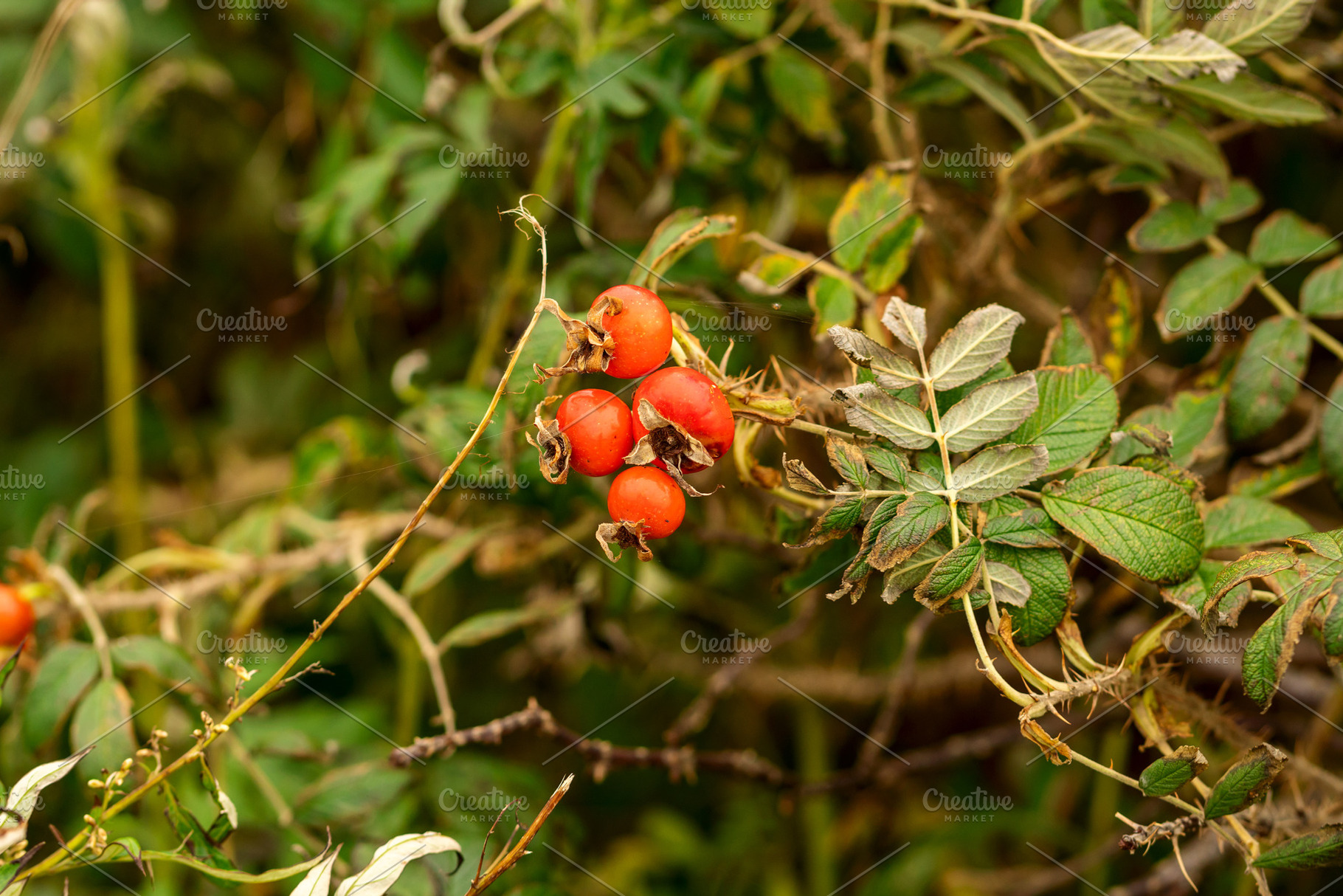 Cluster of red rosehips, a Nature Photo by Elena Vagengeim