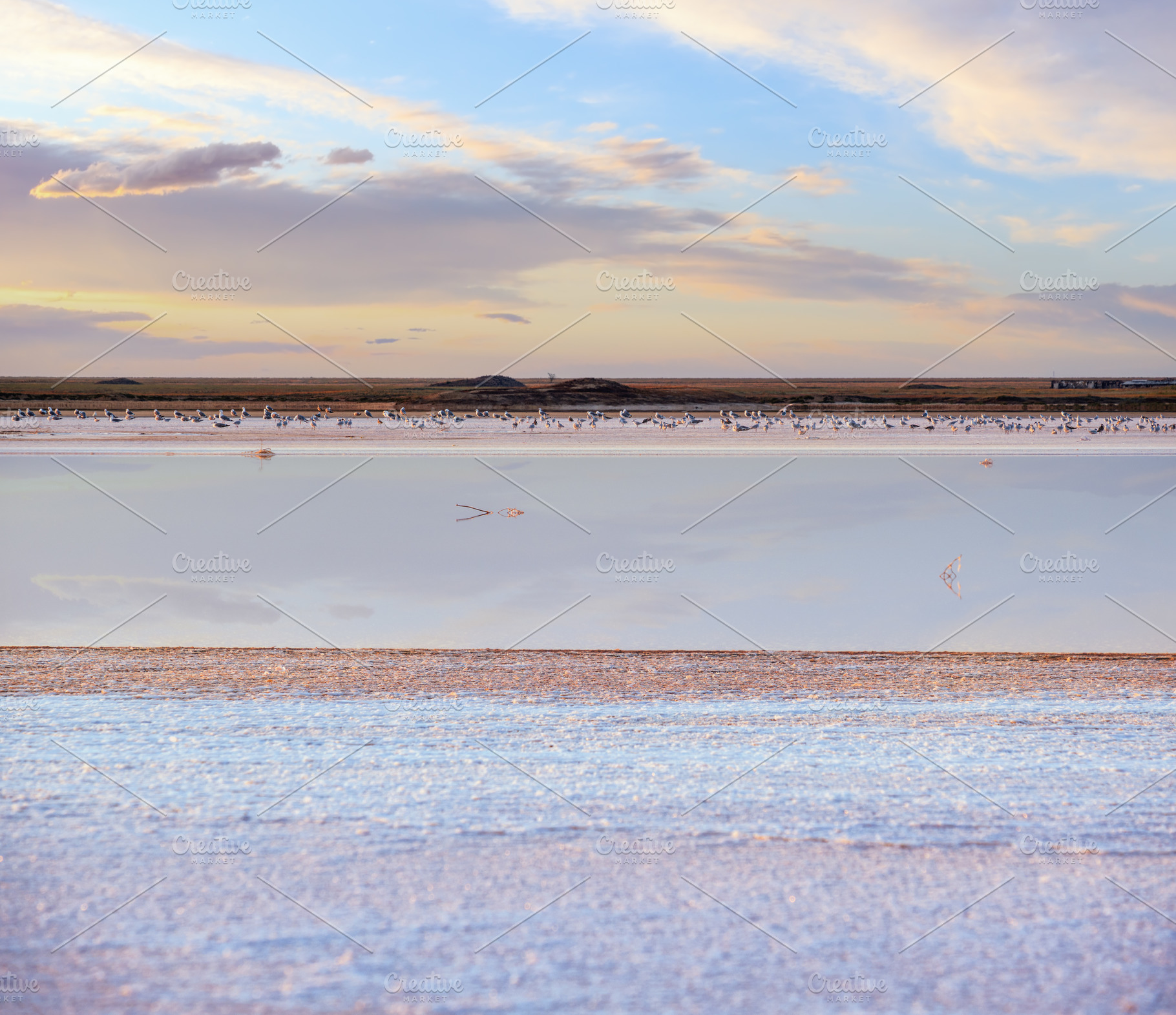 Seagulls on sunset Genichesk pink salty lake, Ukraine, a Nature Photo by YuriyB