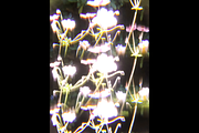 Dreamy, Ethereal Flower Photo Bundle, a Nature Photo by AmandaFagan (Thumbnail 8 of 13)