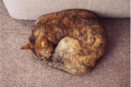 Top view a ginger tabby cat lies on, an Animal Photo by P&G