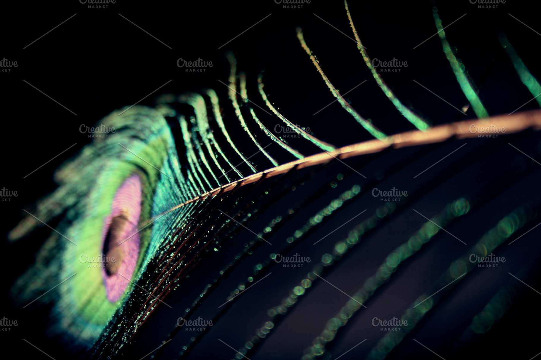 Peacock feather stock photo