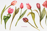 Tulips watercolor clipart, a Decorative Illustration by NatalieArtsDenysenko (Thumbnail 2 of 4)