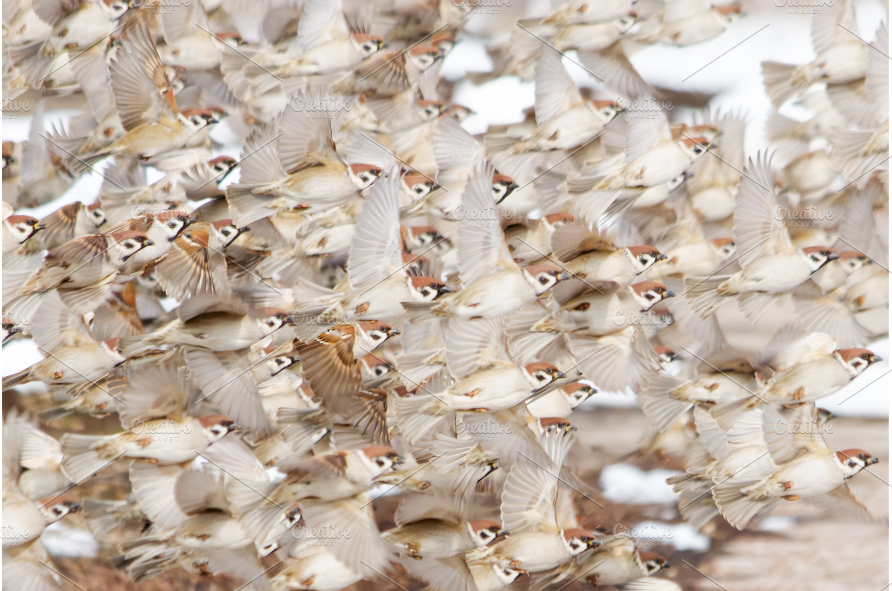 Extreme Close-up of a Dense Flock of, an Animal Photo by Pakosta