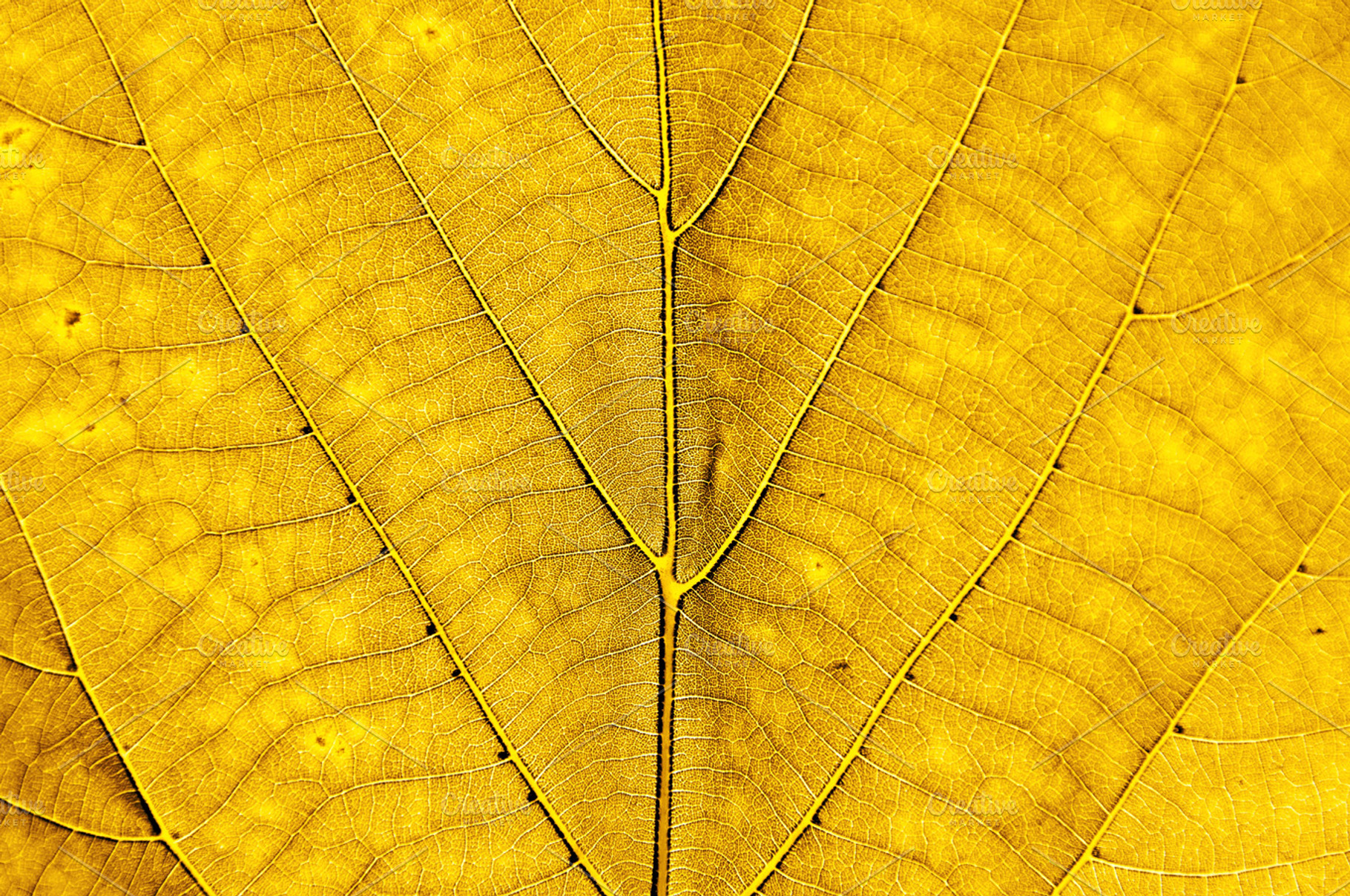 Yellow Leaf Background