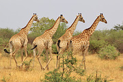 Giraffe Background - Wildlife Beauty, an Animal Photo by Wildlife Wonder (Thumbnail 2 of 2)