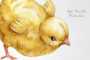 Watercolor easter chicken clipart, an Animal Illustration by yana.fefelova (Thumbnail 4 of 4)