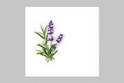 Lavender Herb Photo Pack, a Nature Photo by ifiStudio (Thumbnail 3 of 14)