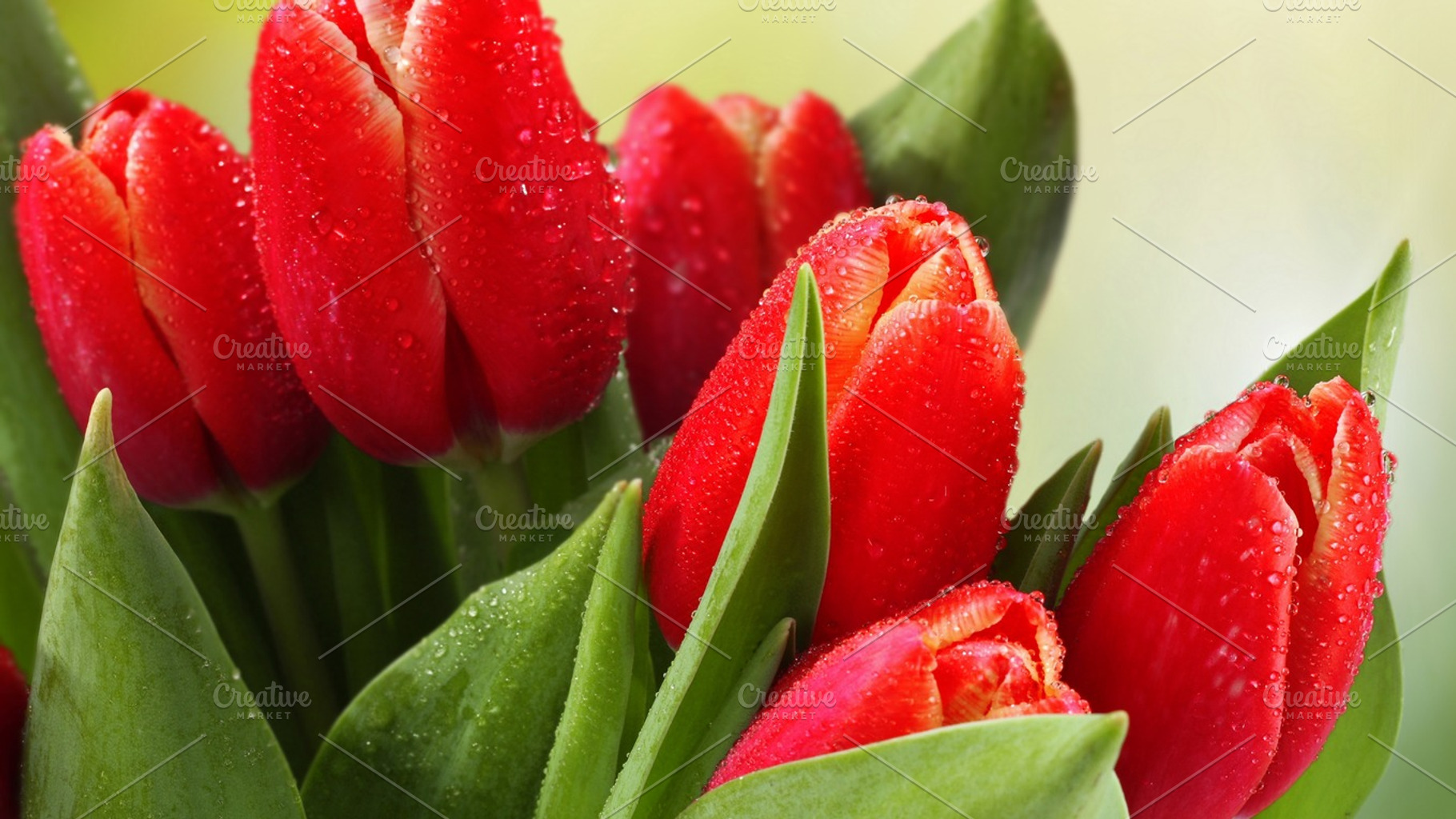 Red flowers stock photograph, a Nature Photo by PhotodesignRad