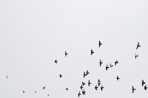 Flock of Birds 