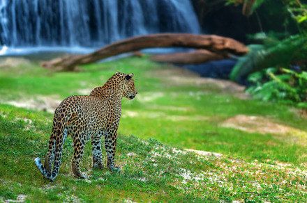 Leopard stand calmly near a waterfall in a lush green environmen