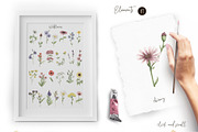 Watercolor Field Flowers Collection, a Decorative Illustration by MayaNavits (Thumbnail 4 of 16)