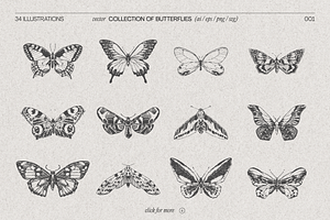 Drawings Of Butterflies