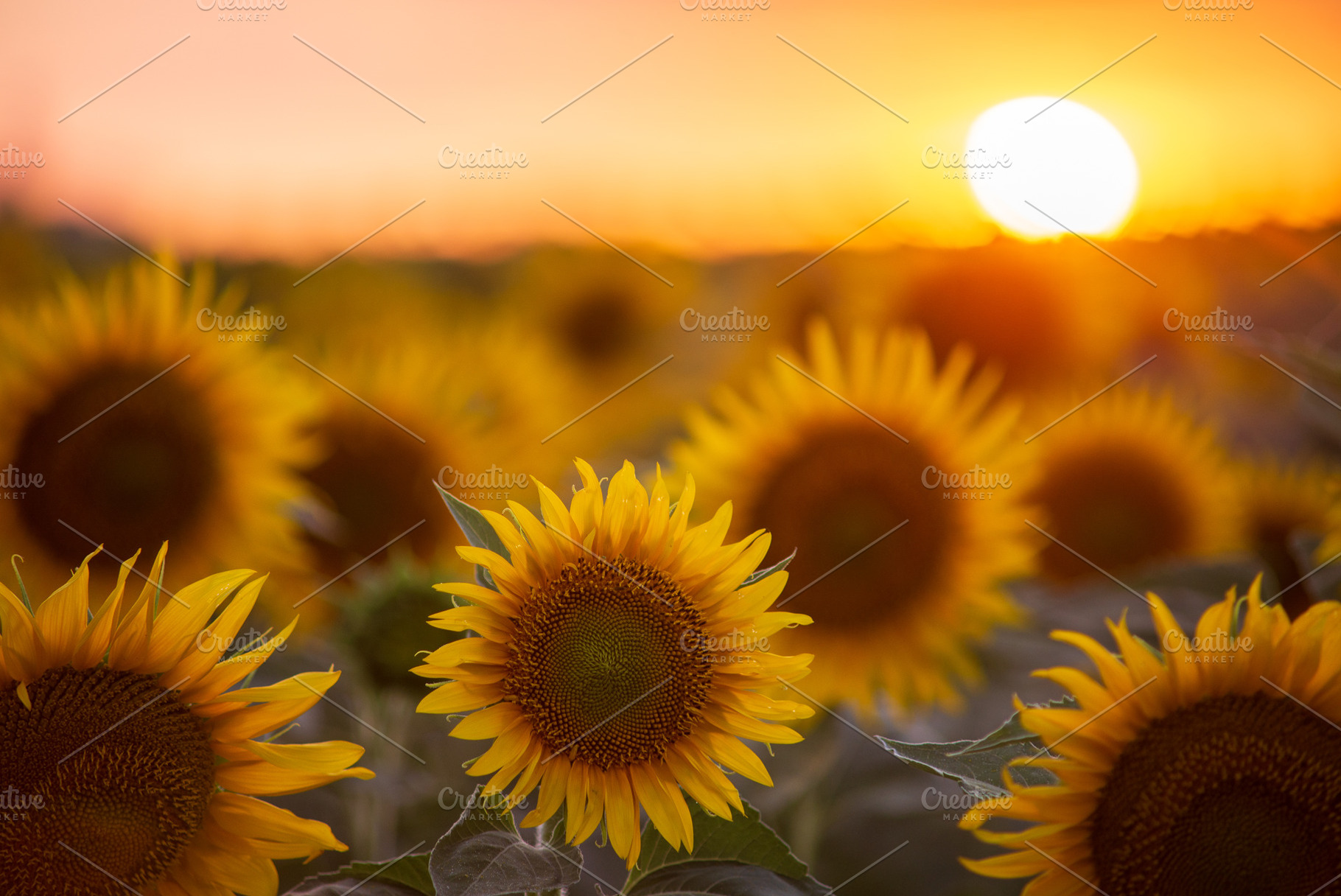 Sunflower field with the Sun, a Nature Photo by Mark Borbely