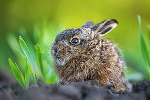 Young wild hare sitting among new spring grass, an Animal Photo by Byrdyak