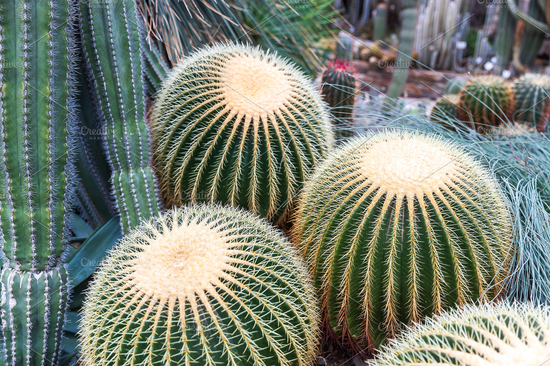 Echinocactus grusonii, a Nature Photo by Imaginarium