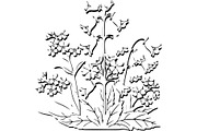 Vintage Botanical Flower Vector Set, an Object Illustration by Designer_Momina (Thumbnail 9 of 26)