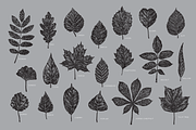 20 Leaves Illustrations, an Illustration by Dopestype (Thumbnail 2 of 5)