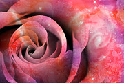Celestial Love Rose, an Abstract Photo by Bold Frontiers (Thumbnail 2 of 2)