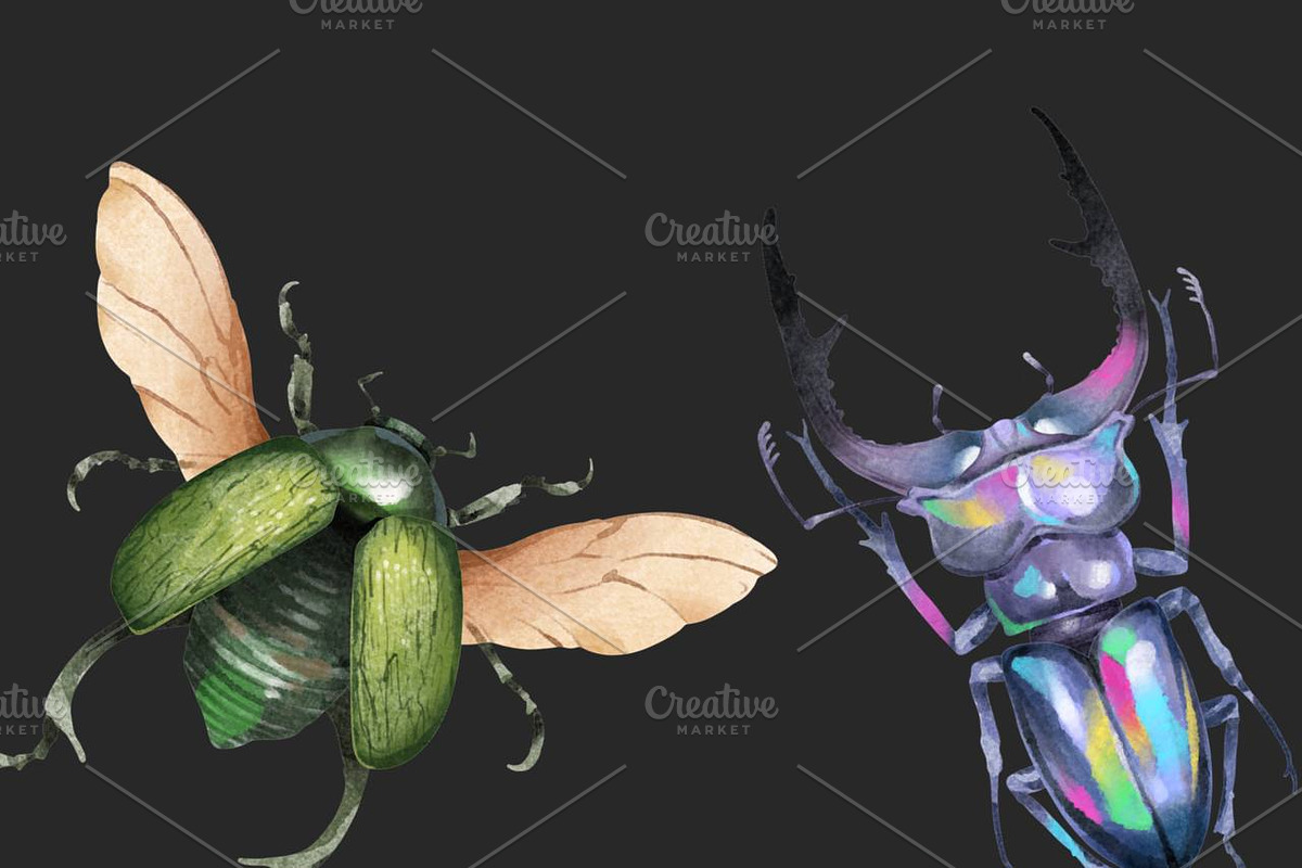 Watercolor Clipart Beetle Insect art, a Decorative Illustration by NKTKNS (Photo 6 of 7)
