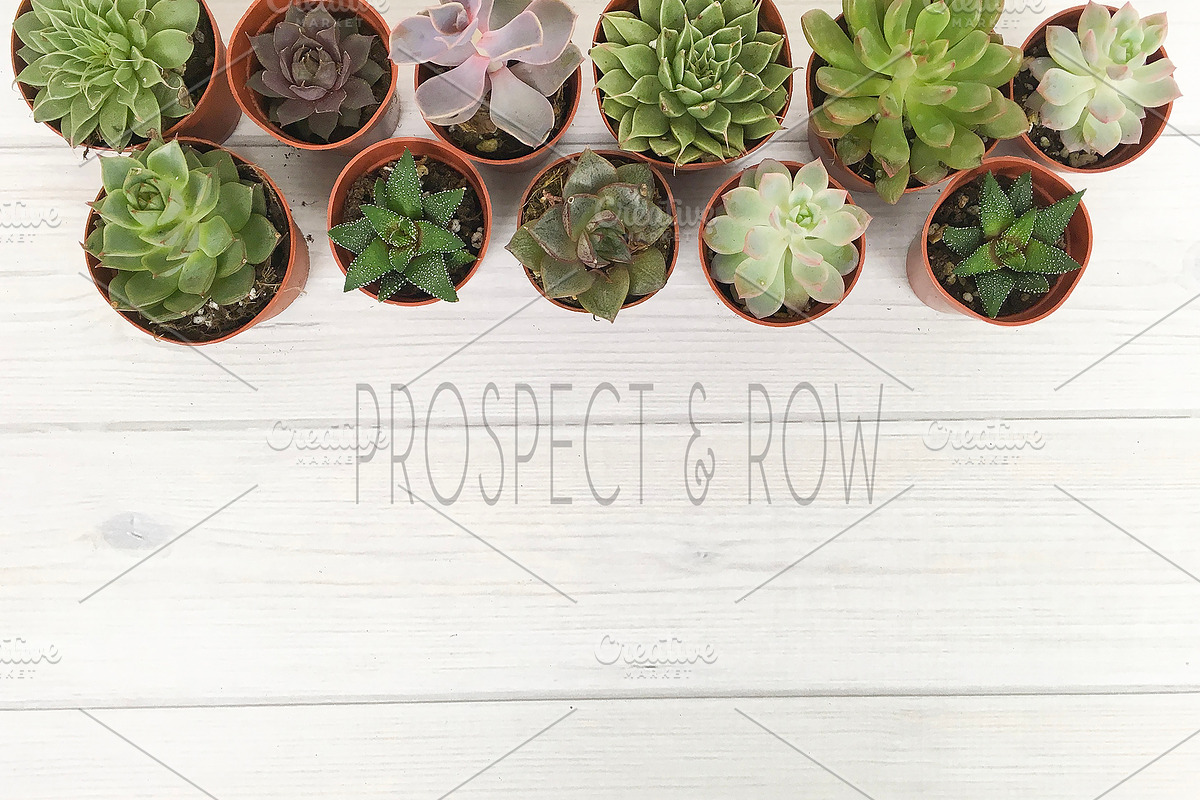 Succulent Photo Bundle, a Photo by Hudson Lark Studio (Photo 7 of 8)