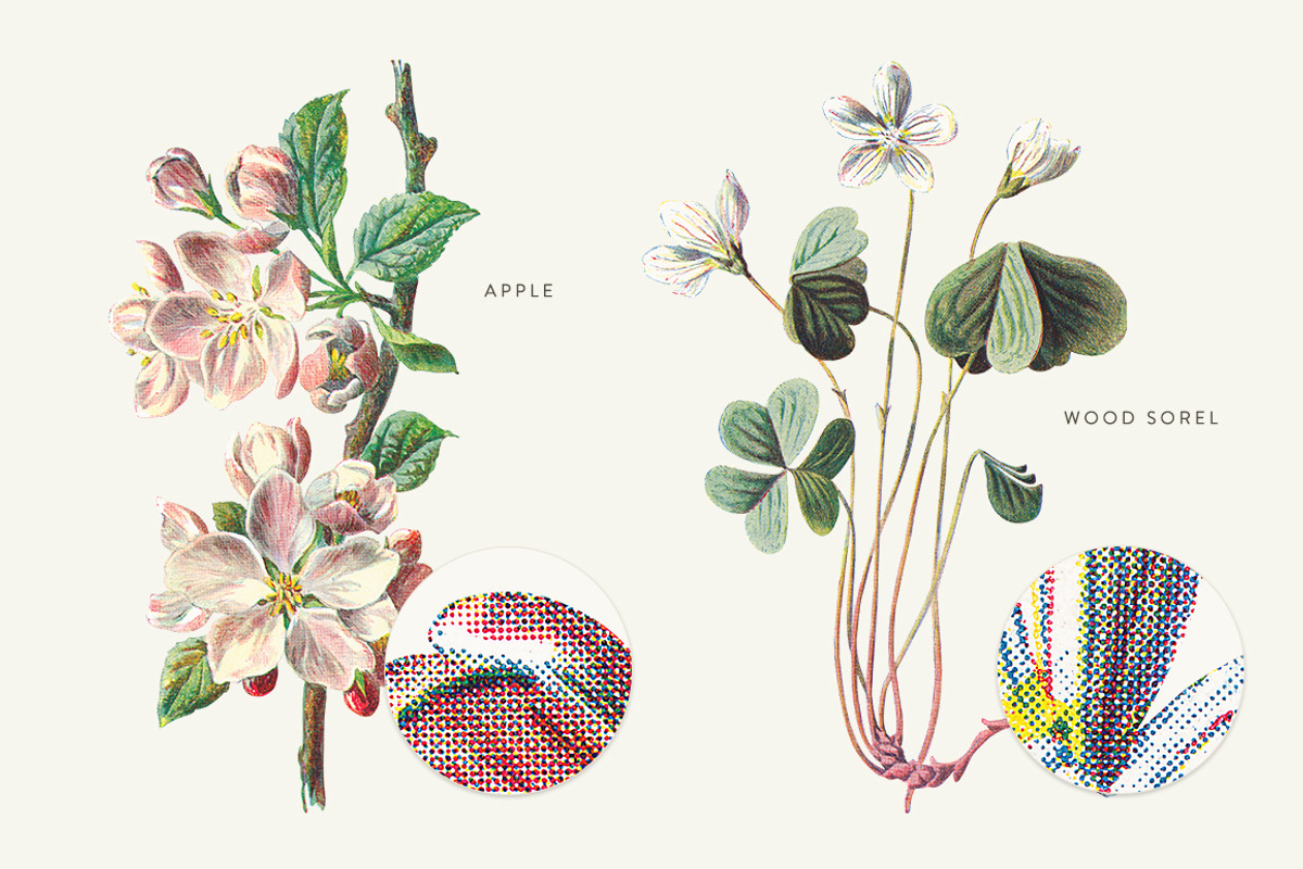 Vintage Flowers Vol.03 - Extra Large, an Illustration by Greta Ivy (Photo 6 of 15)