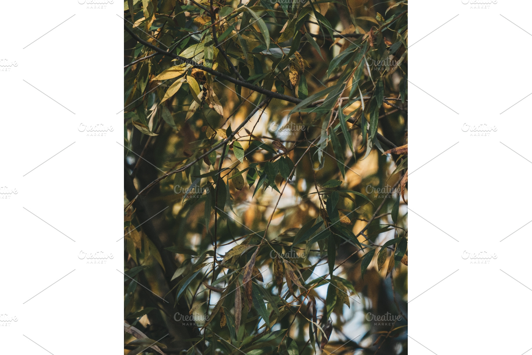 Vertical background of dense willow, a Nature Photo by Fascinadora