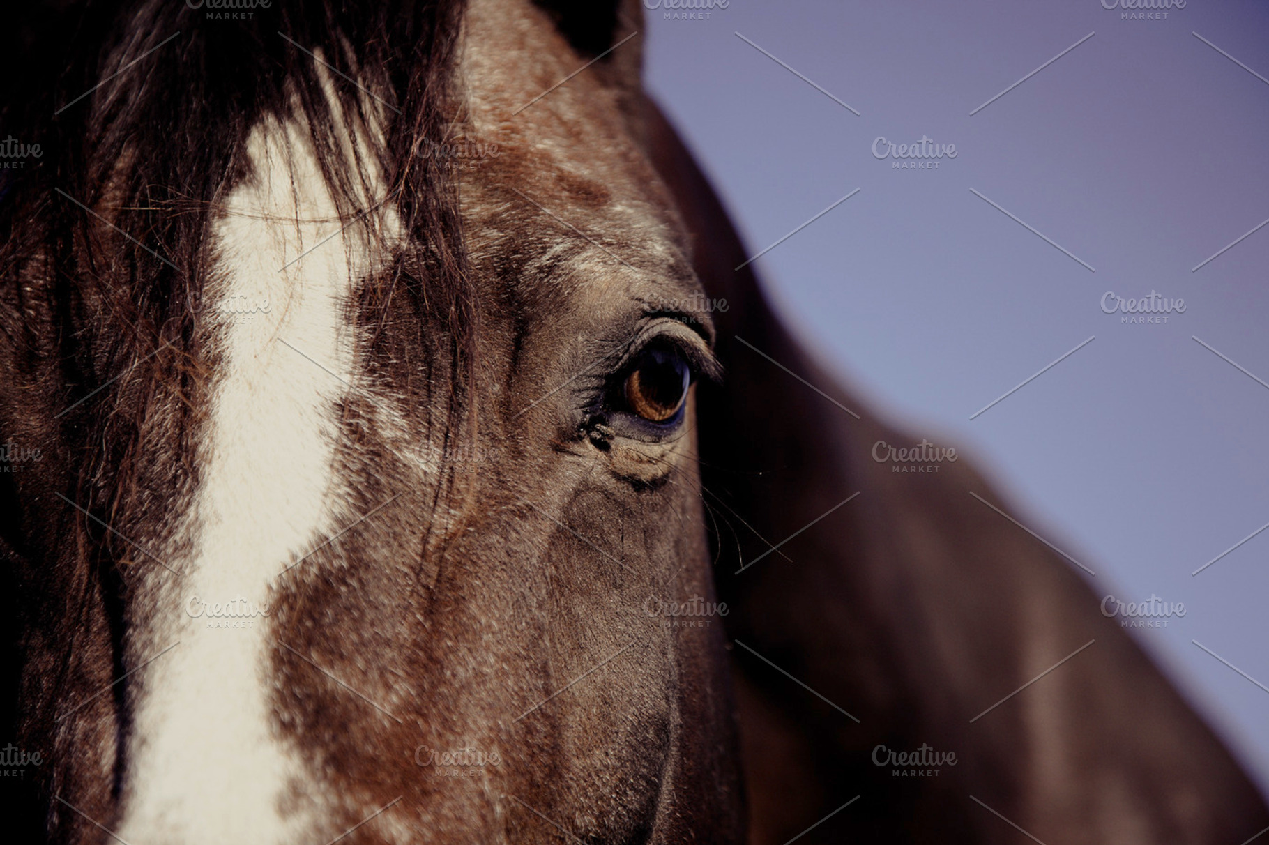 Horse Eye