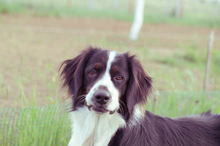 Portrait of a shepherd dog containing active, adorable, and animals, an Animal Photo by Piqs