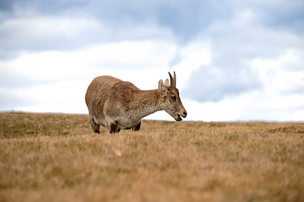 mountain goat grazing on the hillsid, an Animal Photo by Perpis