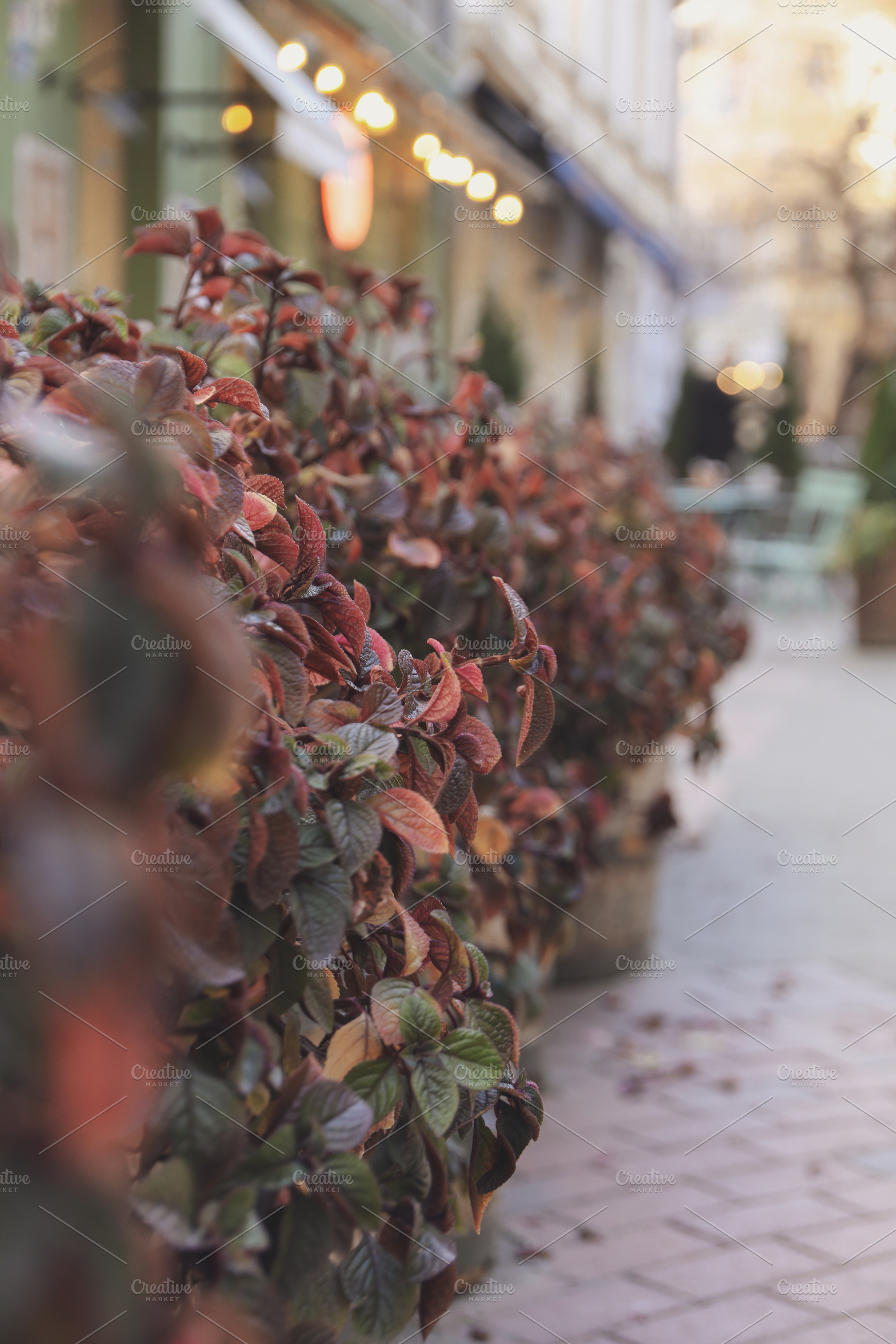 Beautiful plants as restaurant decor outdoor, blurred lights, an Architecture Photo by AtlasStudio PRO