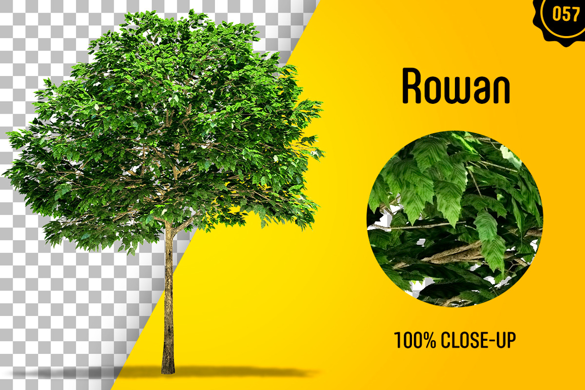 CUT OUT TREES - 60 PCS BUNDLE, a Packaging Mockup by 3DSTORE (Photo 58 of 63)