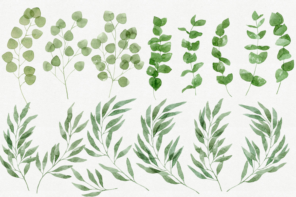 25 Eucalyptus Branches, an Illustration by Helga Wigandt (Photo 2 of 5)