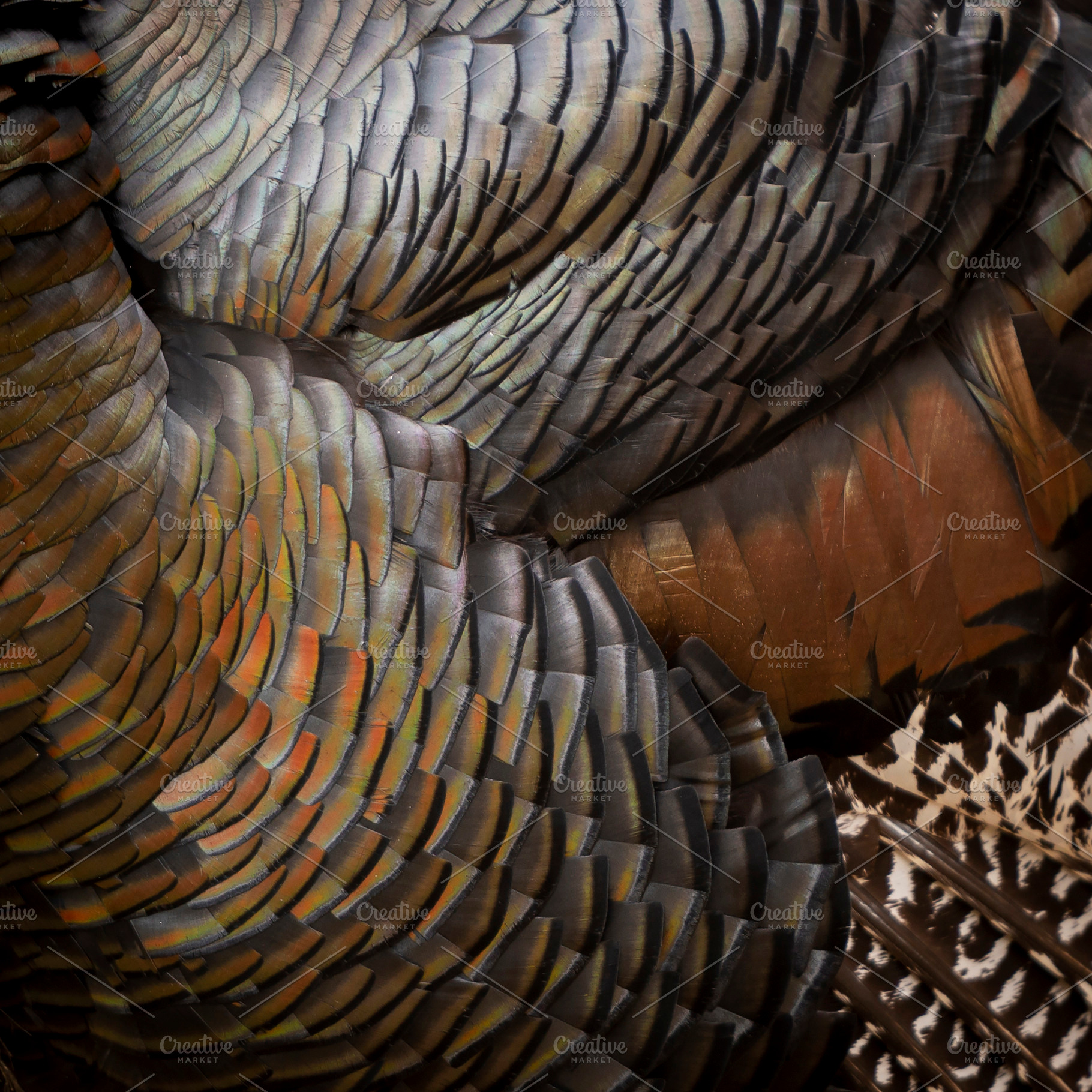 Turkey Feathers Background, an Animal Photo by THP Creative