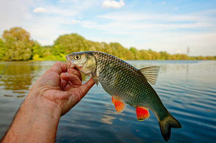 Big chub in fisherman's hand