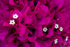 A close-up of bougainvillea flowers, a Nature Photo by Schreibikus