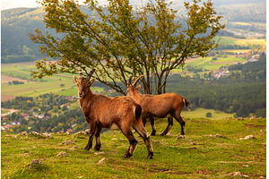 Two wild alpine ibexes standing on a, an Animal Photo by Nature and travel