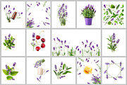 Lavender Herb Photo Pack, a Nature Photo by ifiStudio (Thumbnail 1 of 14)