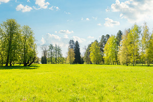 Green trees in park and blue sky, a Nature Photo by Vapi