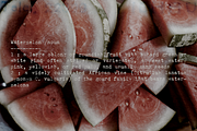 Populaire Typewriter Font & Extras, a Serif Font by Ana's Fonts (Thumbnail 5 of 11)