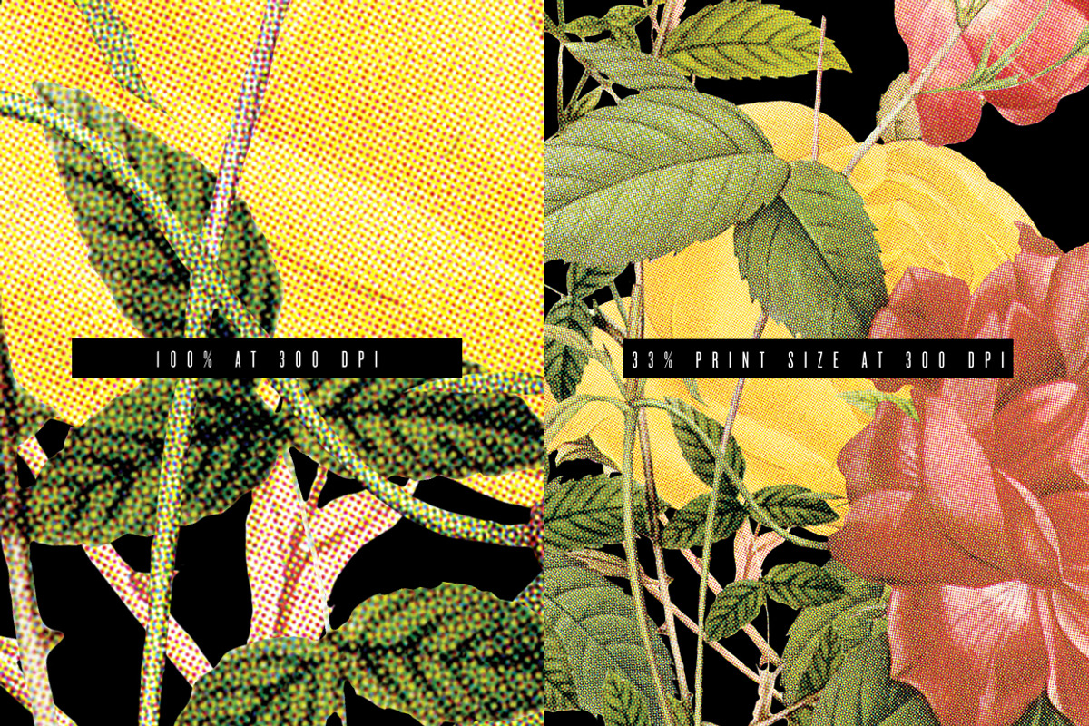 ROSES preview 3