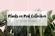 Plants on Pink ~ 4 Stock Photos, a Nature Photo by Dee Andreoli Photography (Thumbnail 1 of 5)