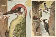 Alfred Fiedler Täubler’s Animals, an Animal Illustration by Digital Museum (Thumbnail 9 of 12)