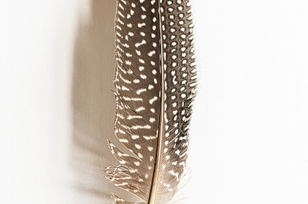 A Single Minimal Feather with Shadow