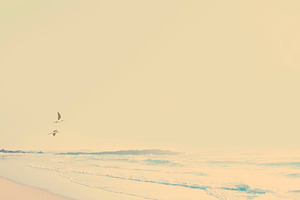 Vintage Beach Birds, a Nature Photo by THP Creative