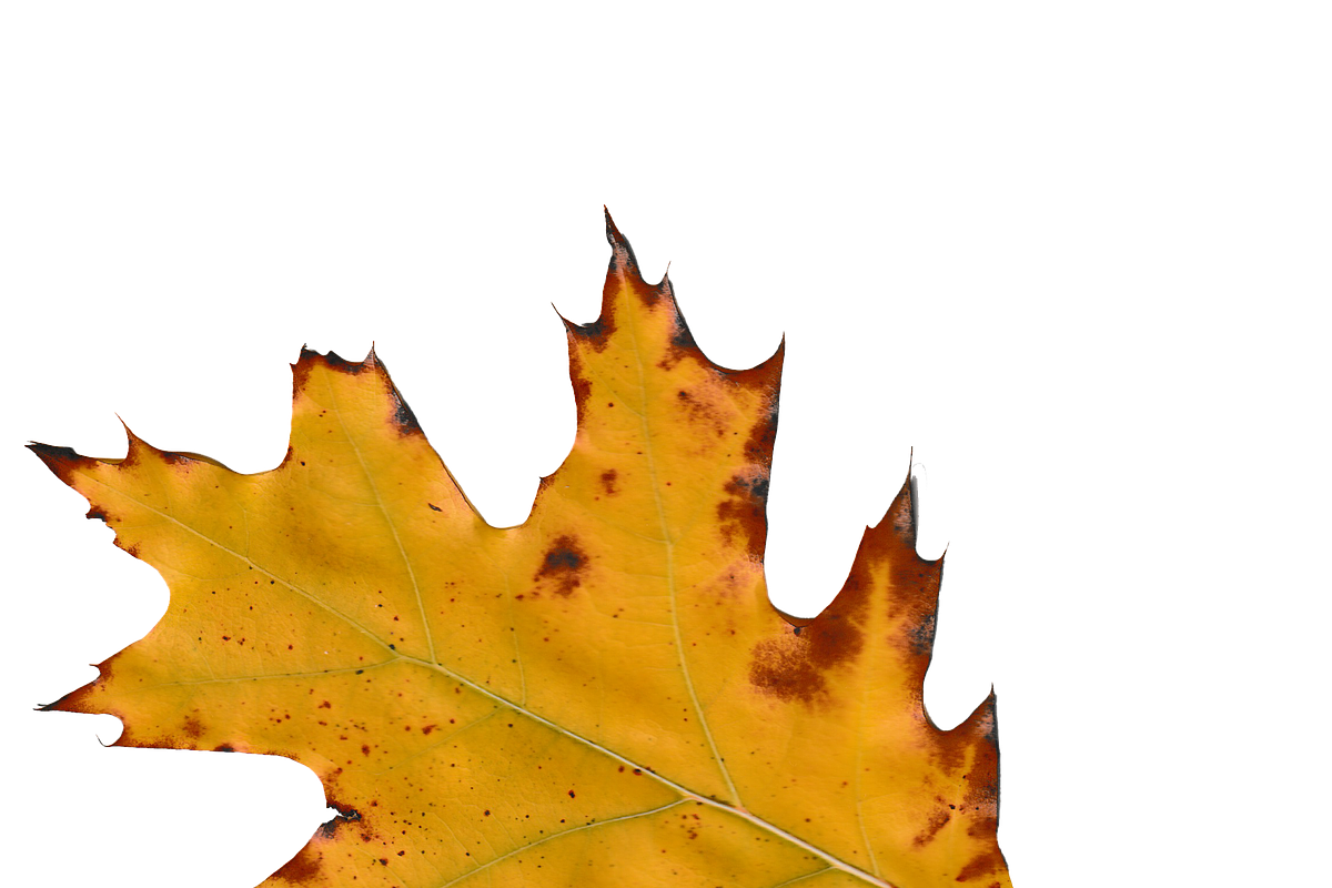 Autumn Leaves PNG, an Object Graphic by Kate Creative Studio (Photo 3 of 3)