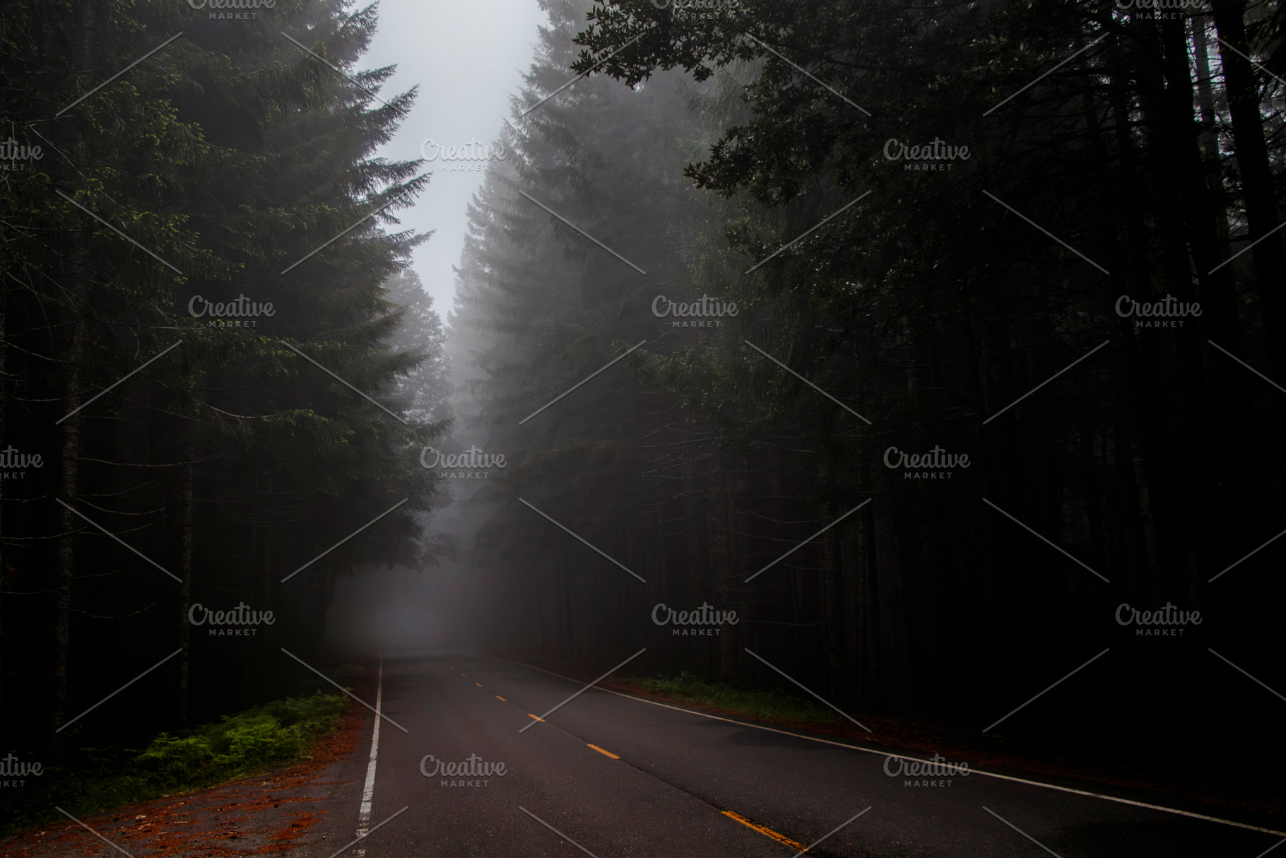 Foggy Road Through the Redwoods, a Nature Photo by Jillian Butolph